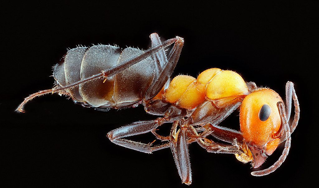 Ant Control service in Macon, GA