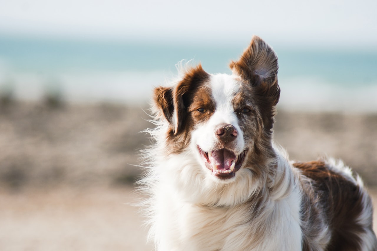 Flea & Tick Control service in Macon, GA