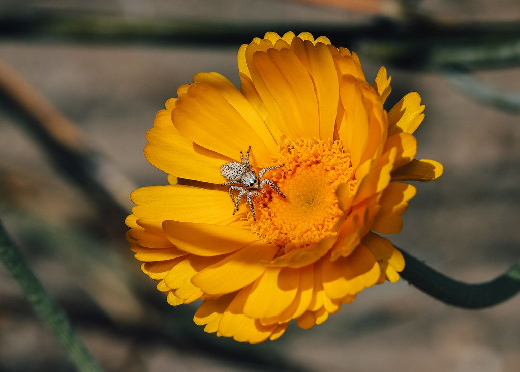 Spider Control service in Macon, GA